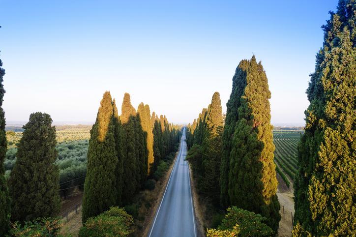 Bolgheri